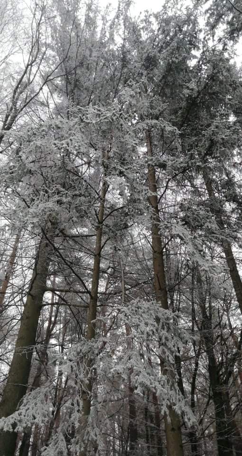 Winter forest