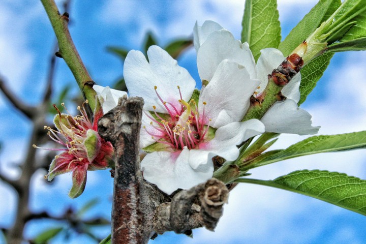 almond flower