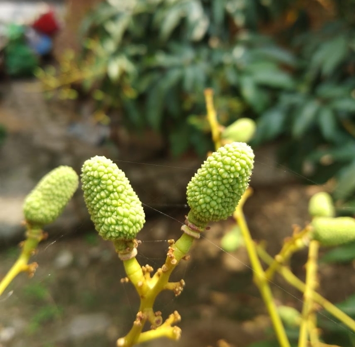 lichi