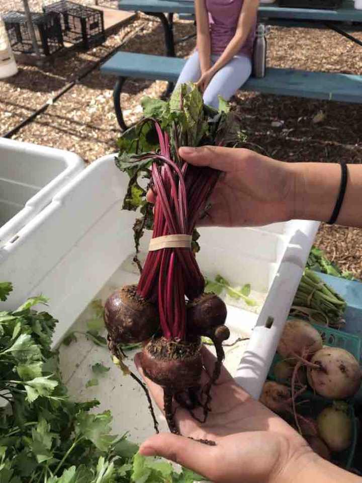 Beets