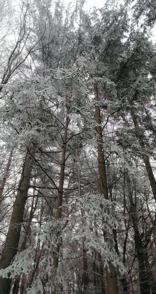 Winter forest