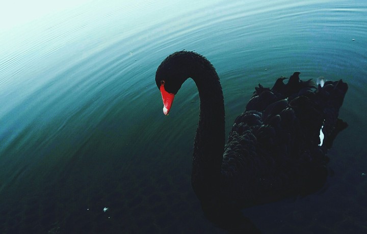 Black swan
