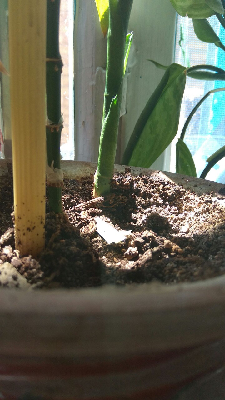 a plant