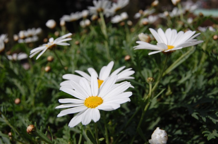 White Sunflower