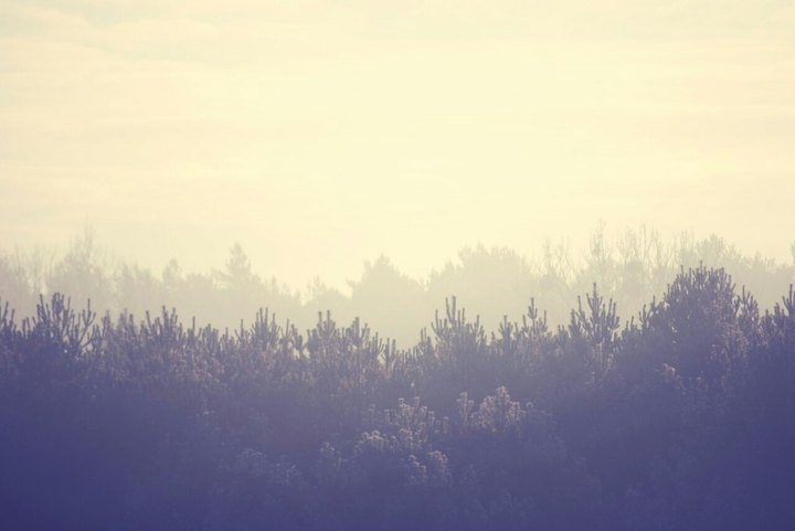 fogg