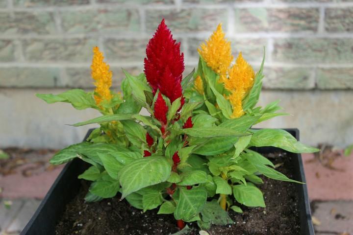 pretty flowers