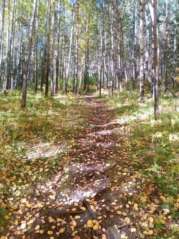 magic forest