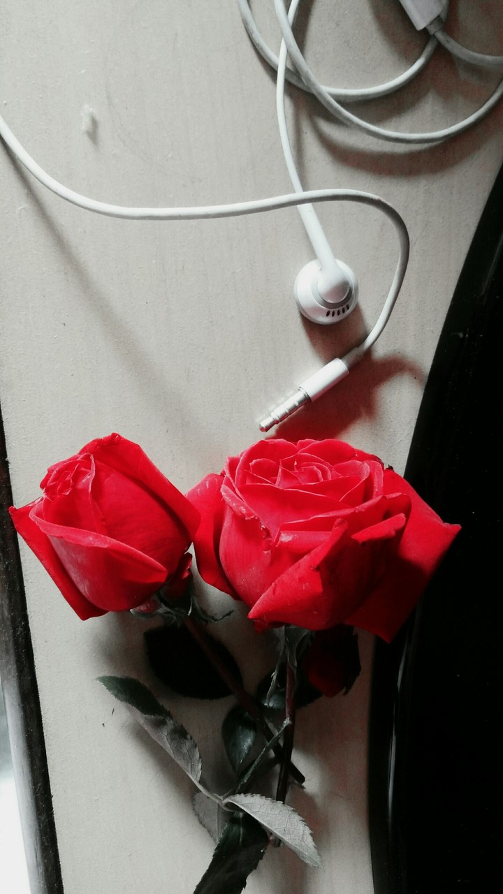 love is music, love is rose