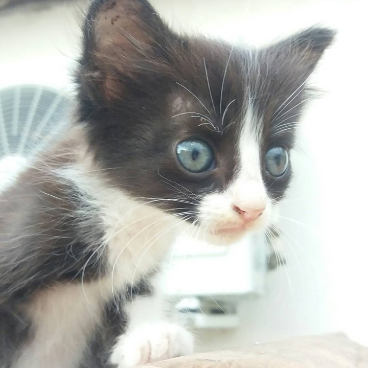 cat