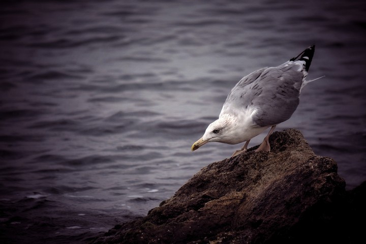 Sea gull