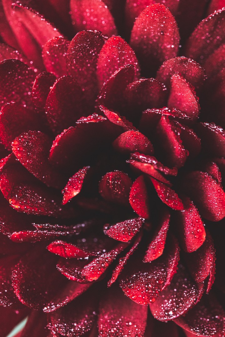 petals !