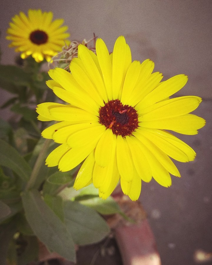 sun flower