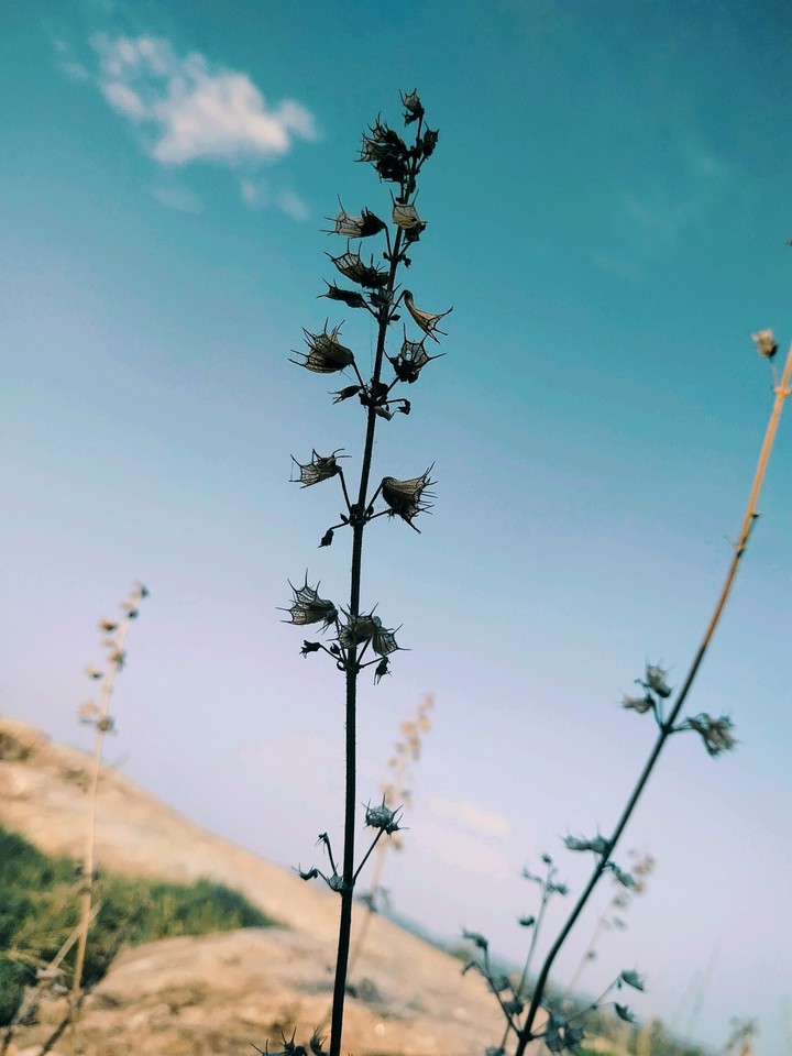 weed