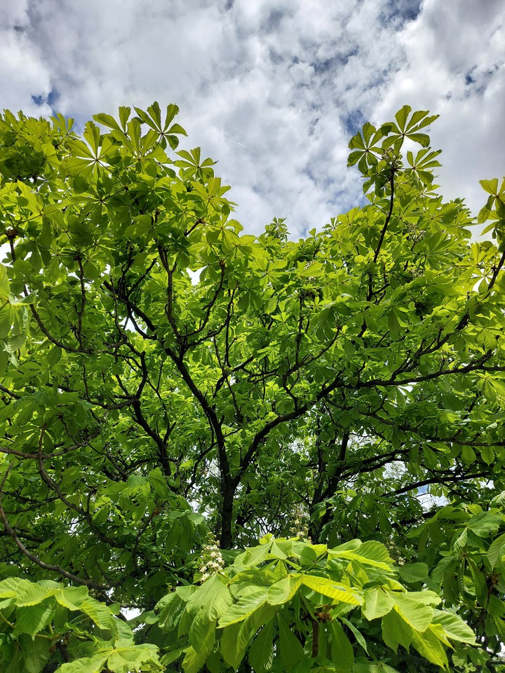 summer