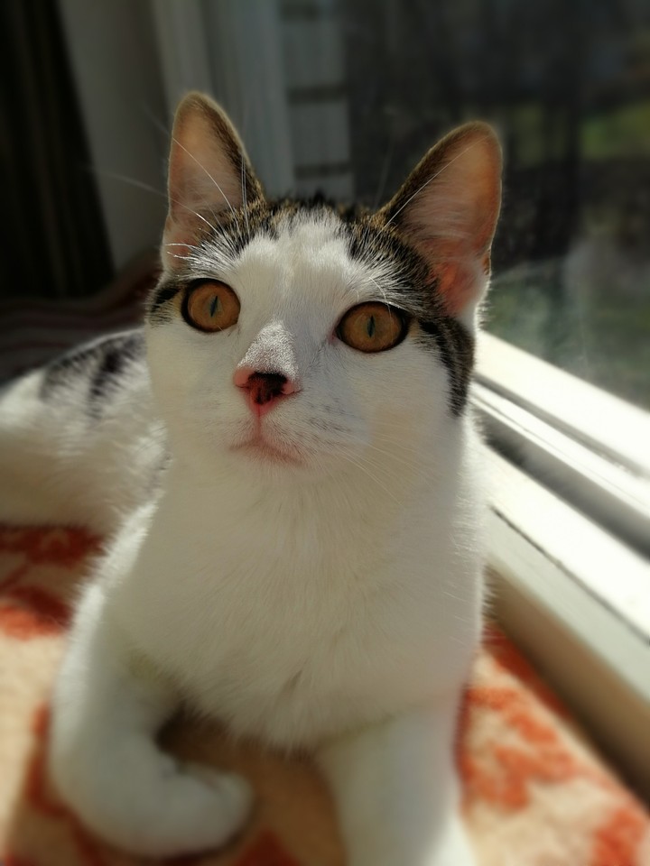 cat