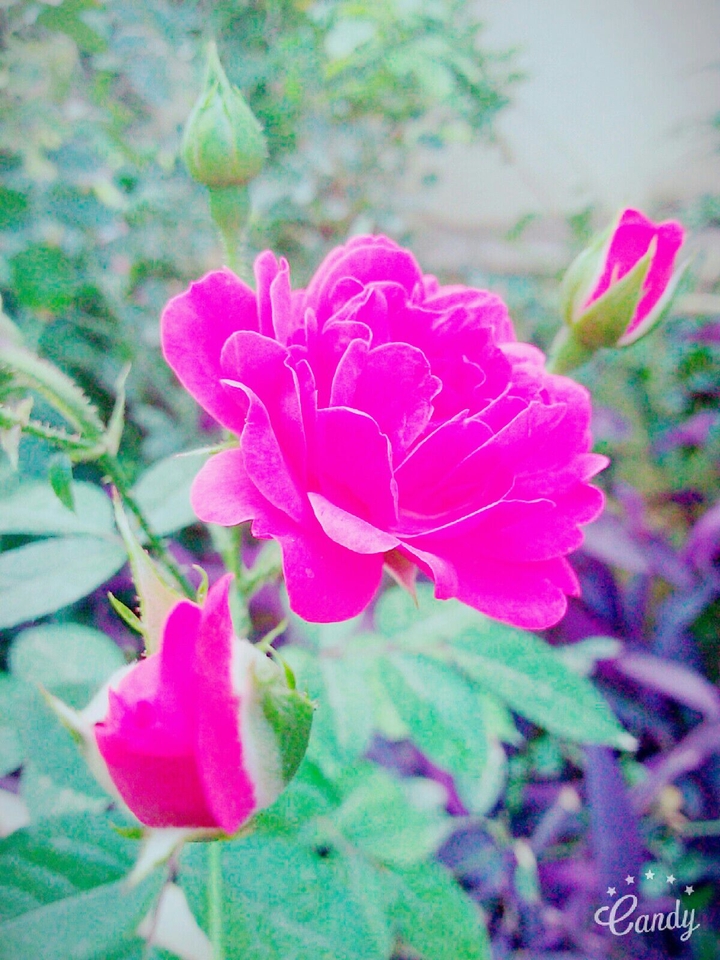 flower pink