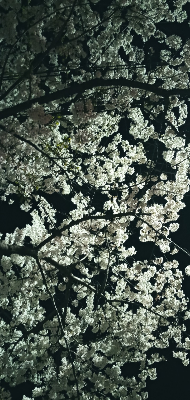 벚꽃 밤 불빛