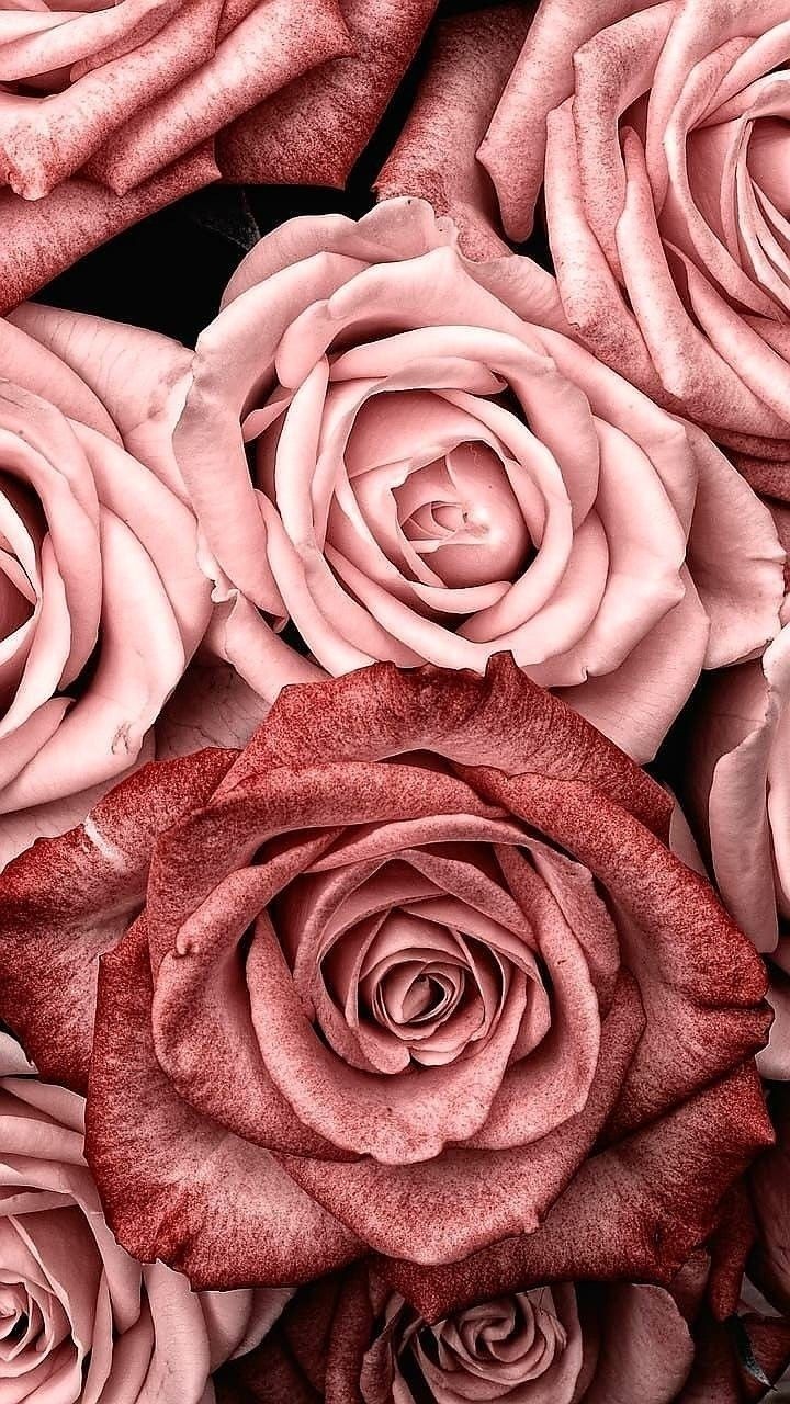 Roses Soul