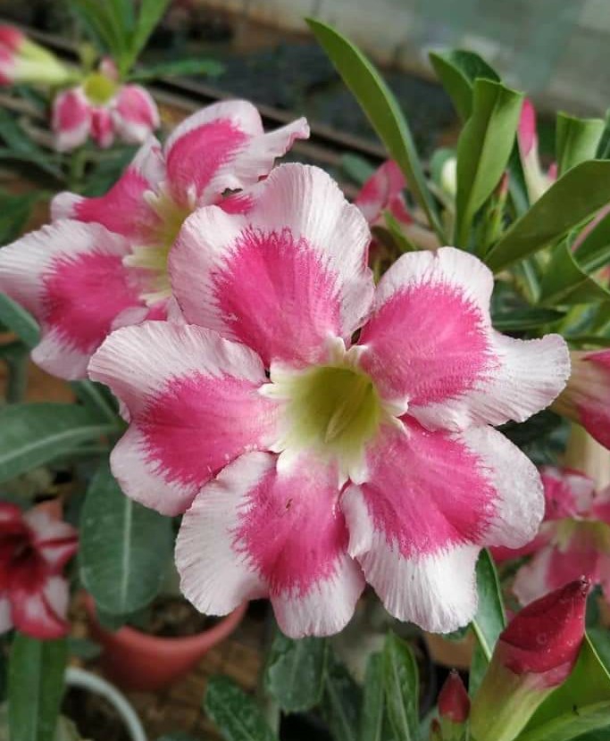 Adenium
