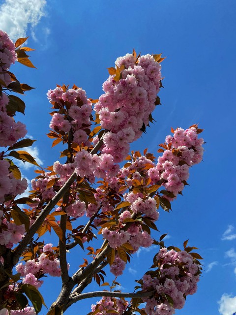 hình nền petal, Blossom