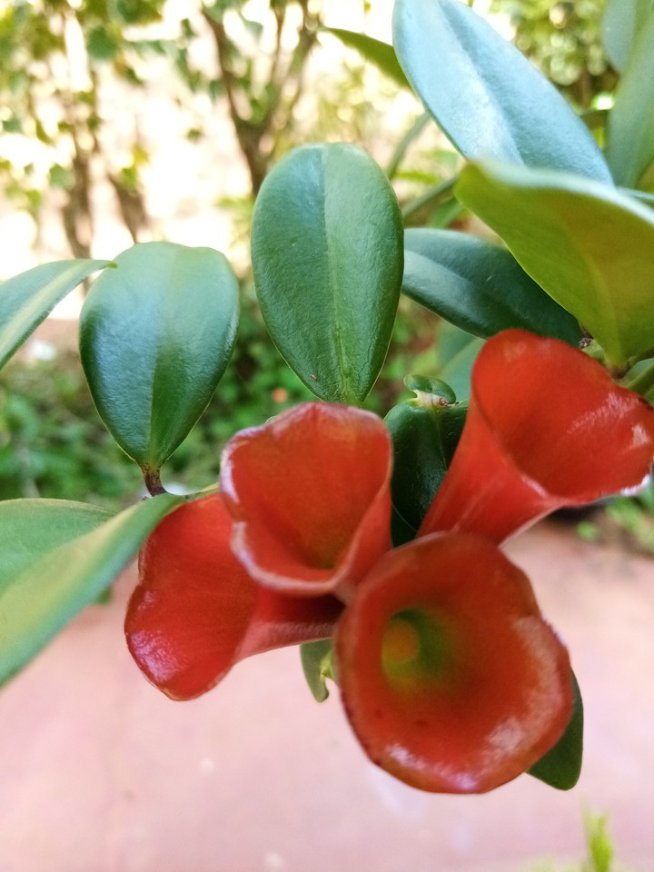 flower