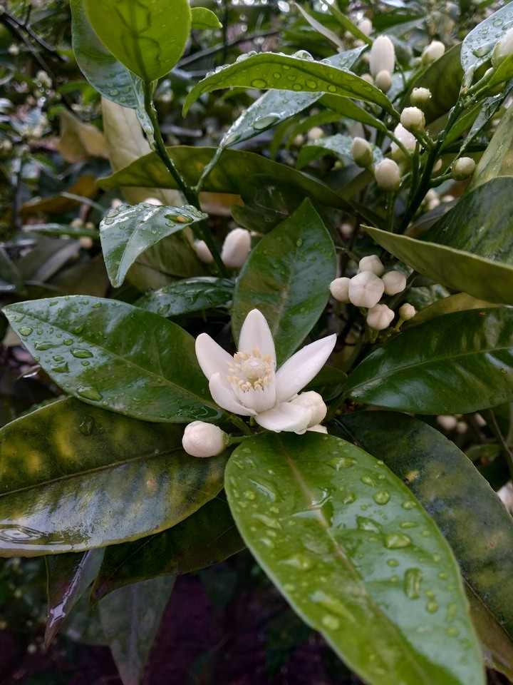 orange tree ? ?