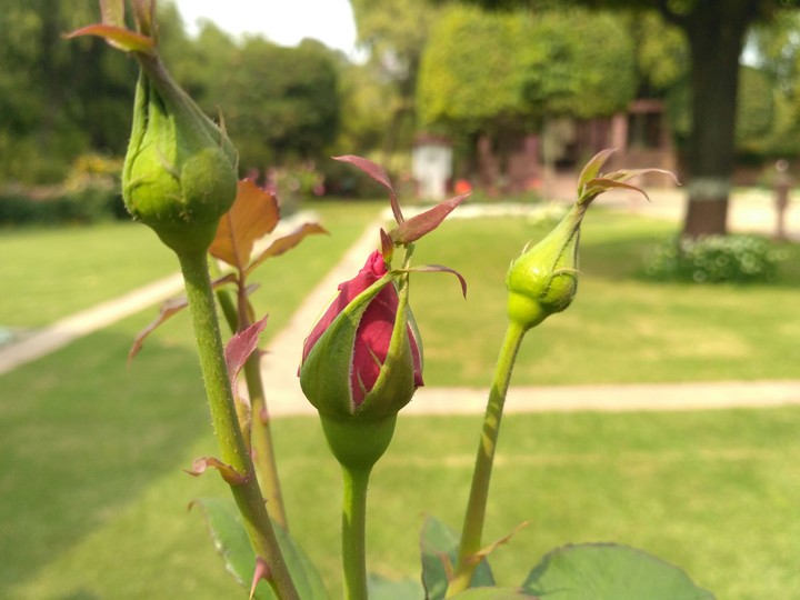 sleeping roses