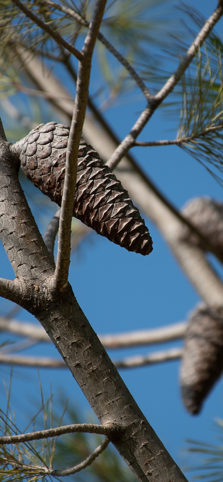 Cone