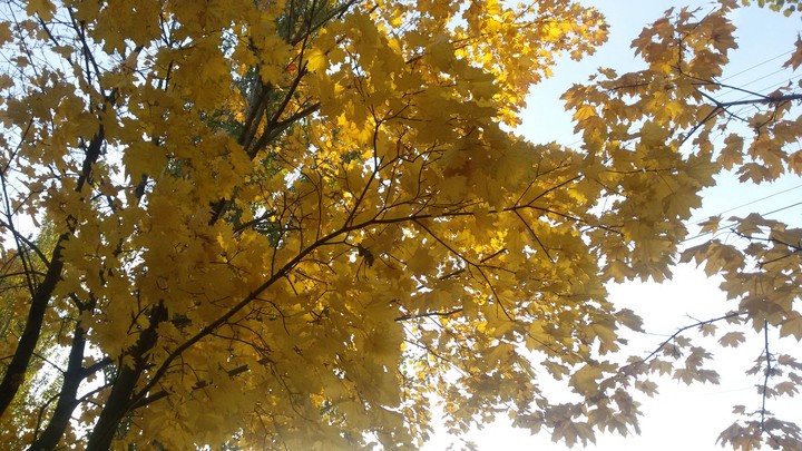 black and yellow