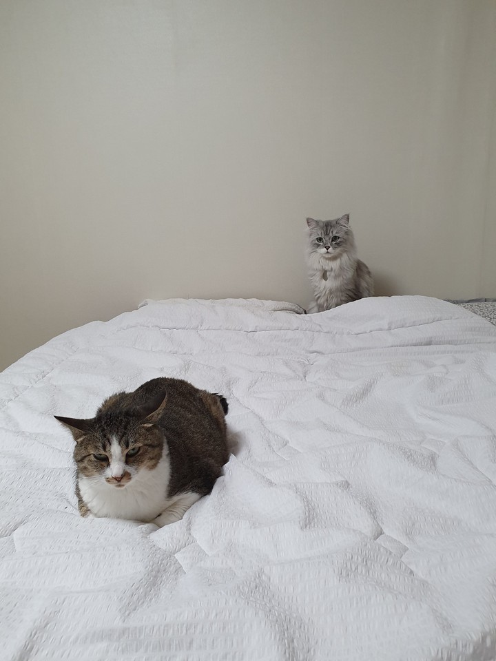 야옹 야옹 친해지기연습중
