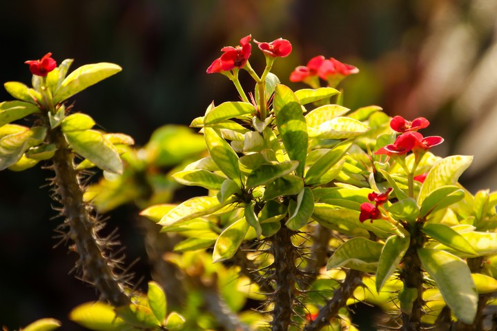 flower