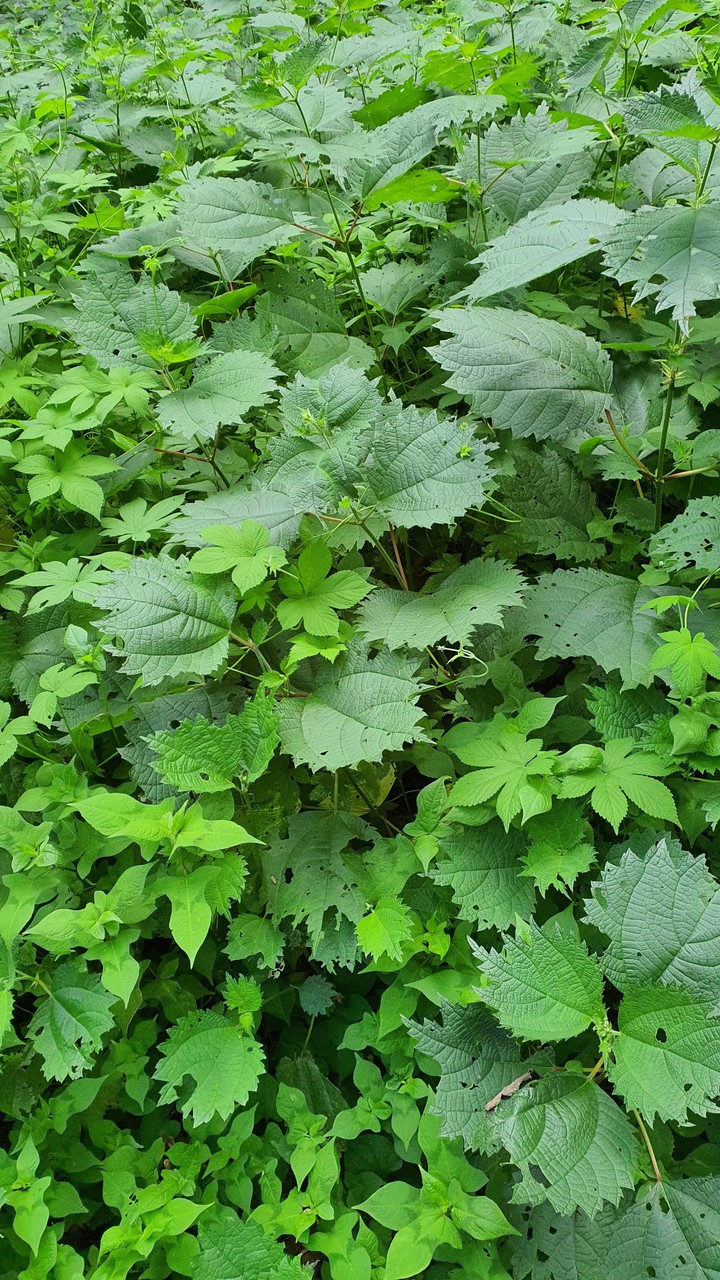 늘푸른(evergreen)