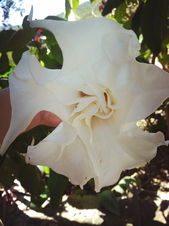 flor