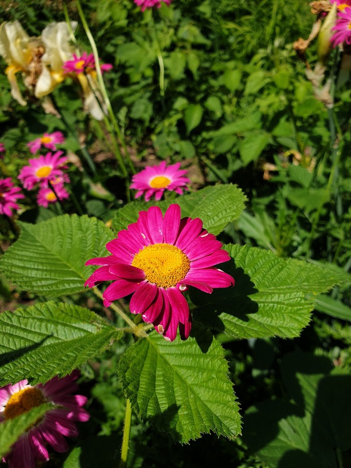 flower