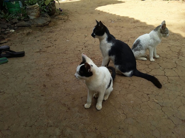 chuchii karumbi  njunjii 