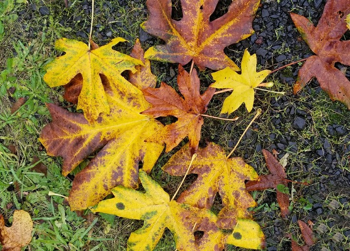 Autumn pattern