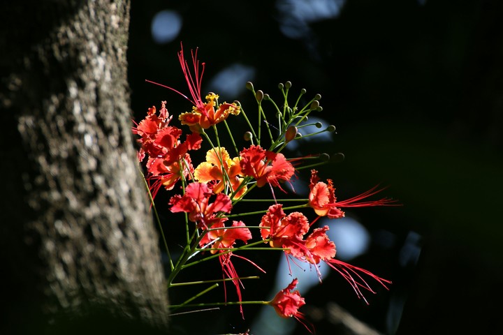 Rajamalli