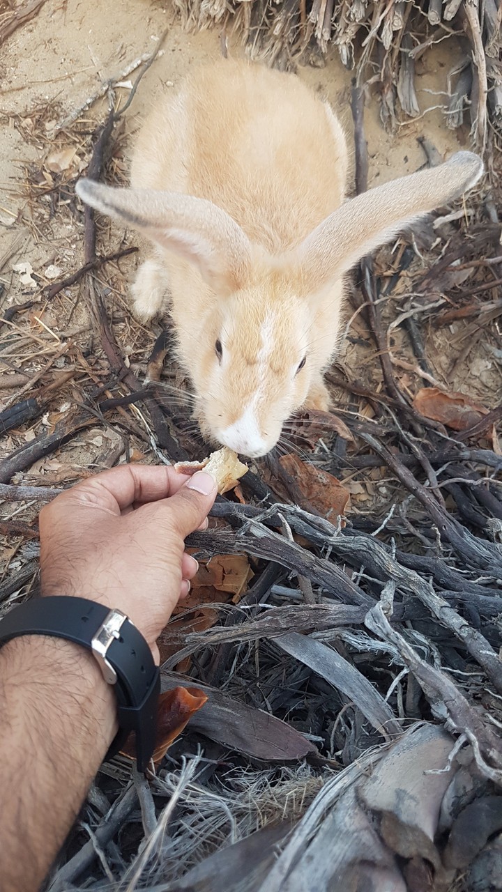 ###