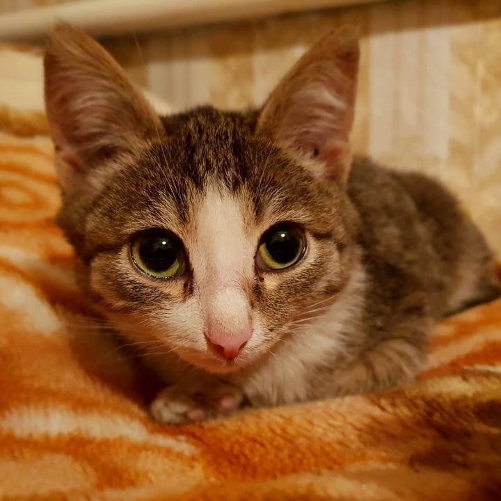 cat