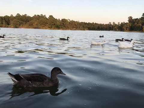 шпалери waterfowl, light