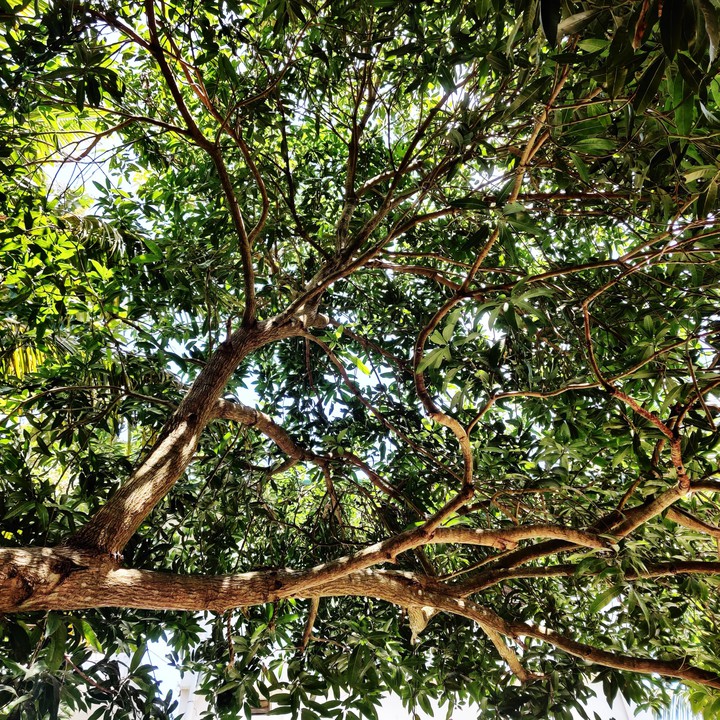 under the shade