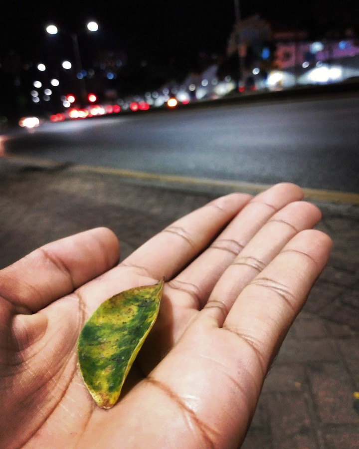 Uma folha para um mundo Urbanizado