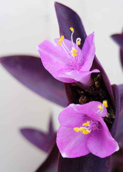 fonds d'écran flower, pedicel