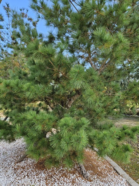 тапети evergreen, larch