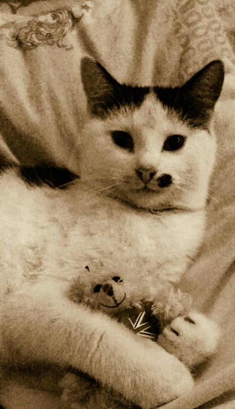sfondi nose, cat