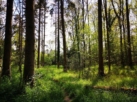 Woodland Realm