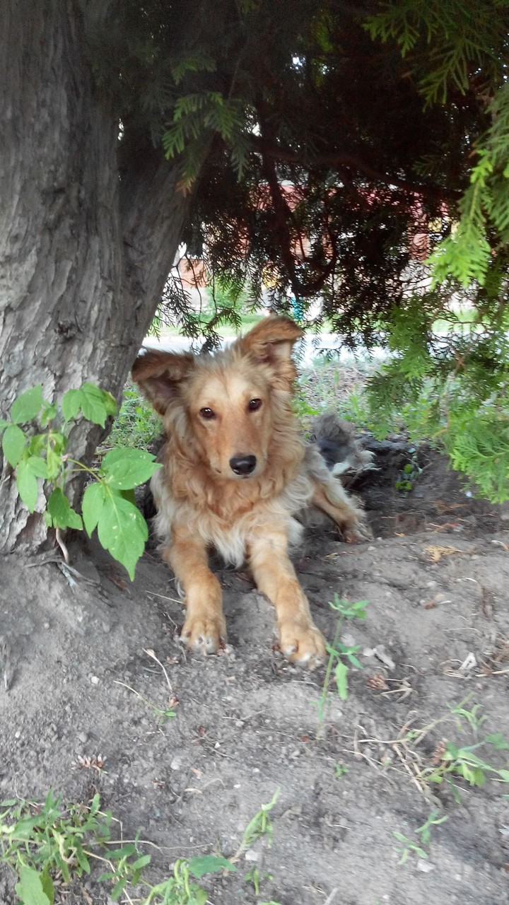 dog