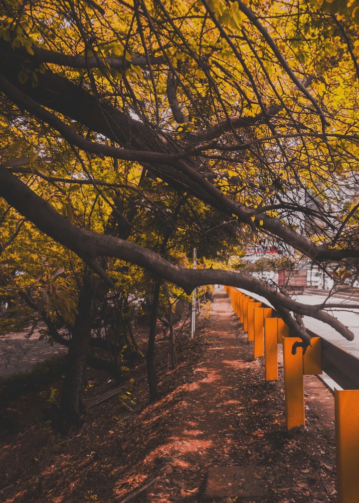 Autumn Road