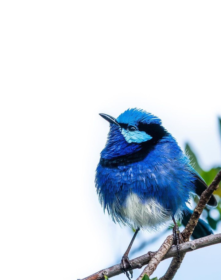 Blue bird