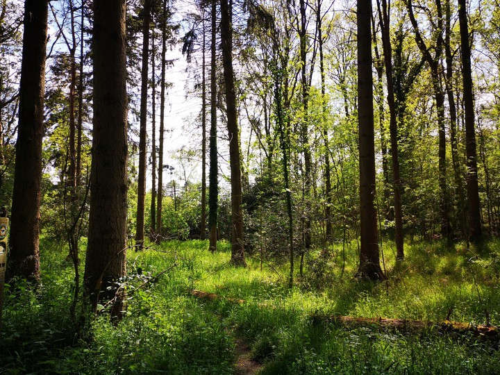 Woodland Realm